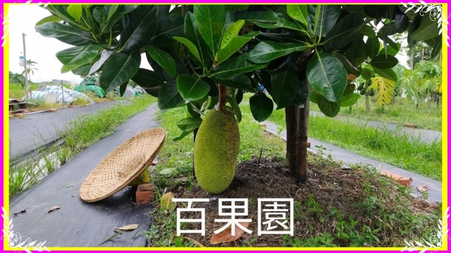位於 #台南西拉雅國家風景區，群山環抱，空氣清新，環境安靜舒適，絕佳養生之地。 #交通便利 #三面臨路 #垃圾車有到 #前後有路燈。